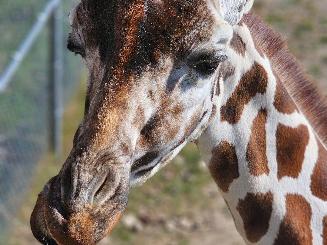 NEW Zoo & Adventure Park-格林贝必去景点
