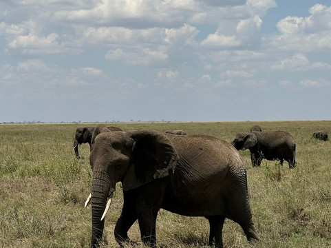 Soke Safari-阿鲁沙必去景点