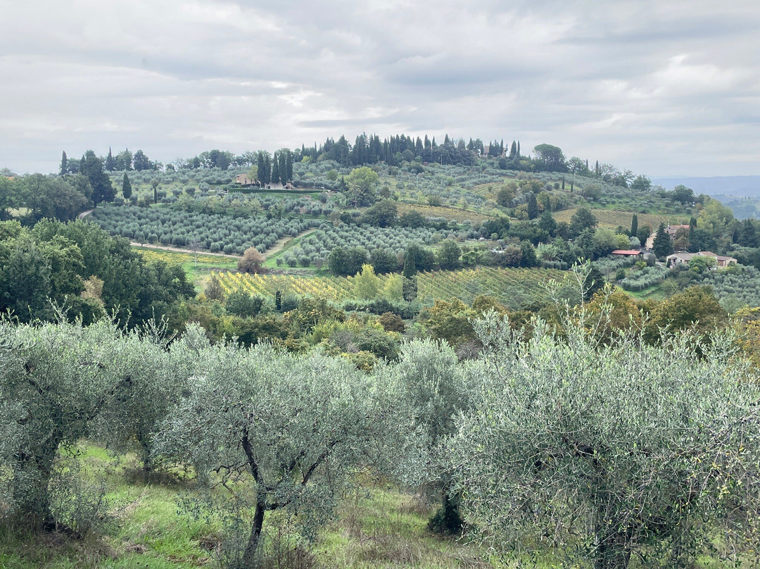 Nicola Scovenna - Tuscan Experiences景点图片