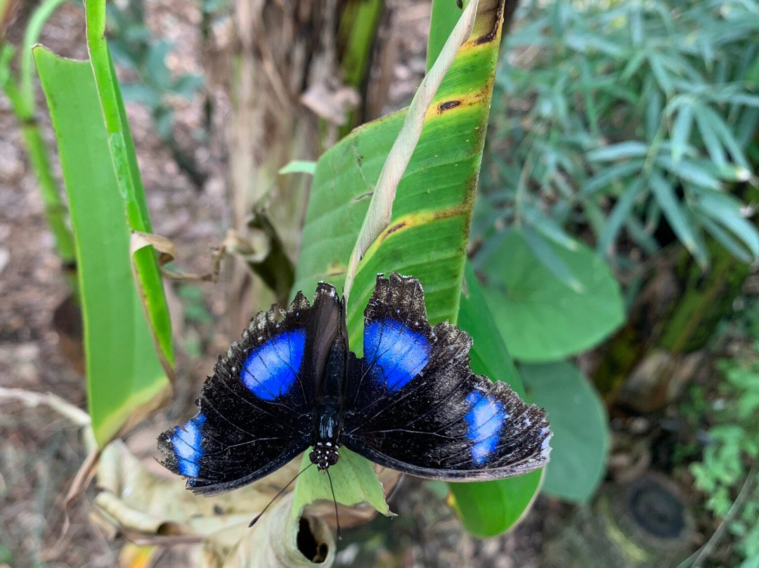 Butterfly Gardens @ Middleton Common Farm景点图片