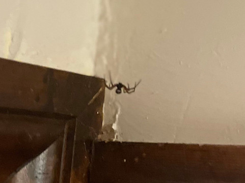 Oyo The Walnut Tree主图