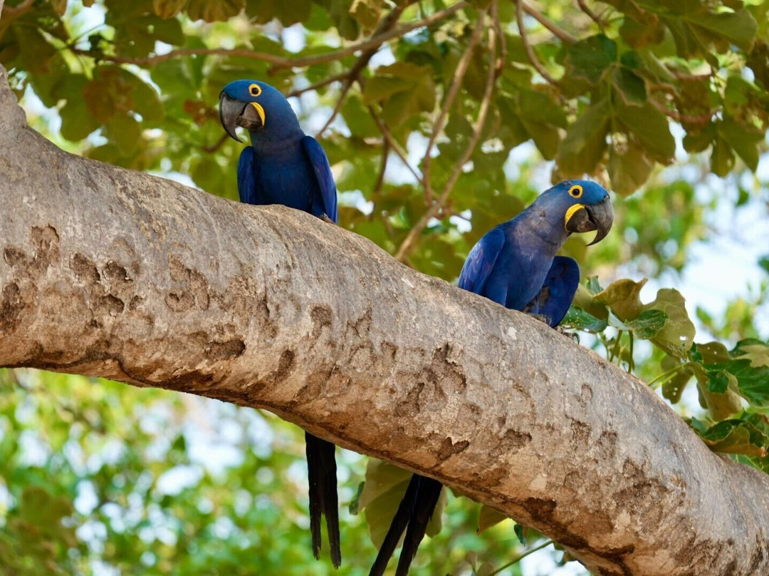 Pantanal Jaguar Safaris景点图片