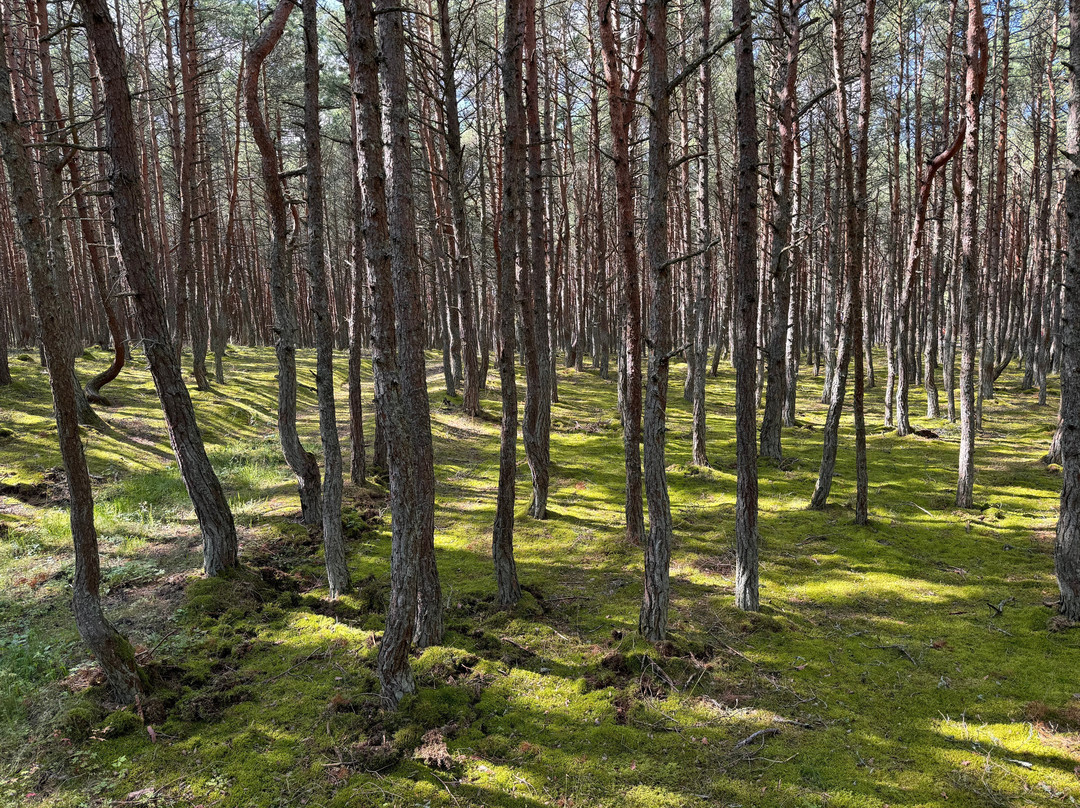 Dancing Forest景点图片