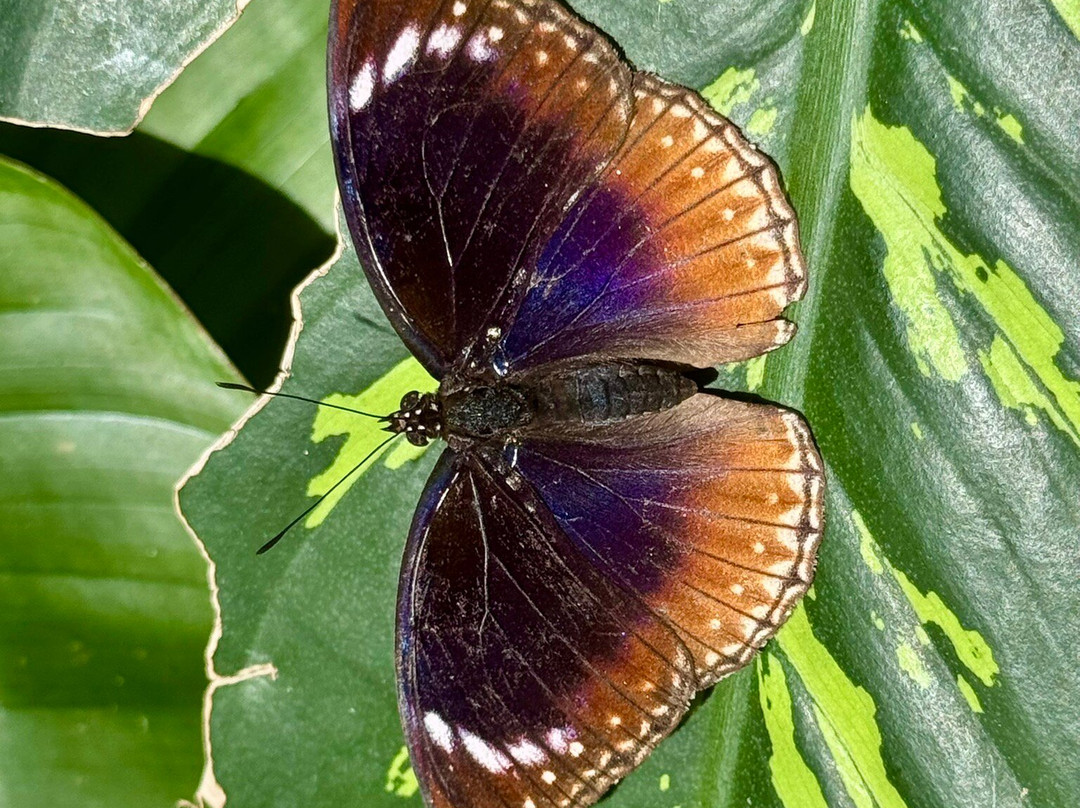 Australian Butterfly Sanctuary景点图片