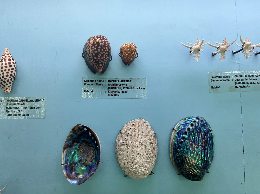 India Seashell Museum-玛玛拉普蓝必去景点