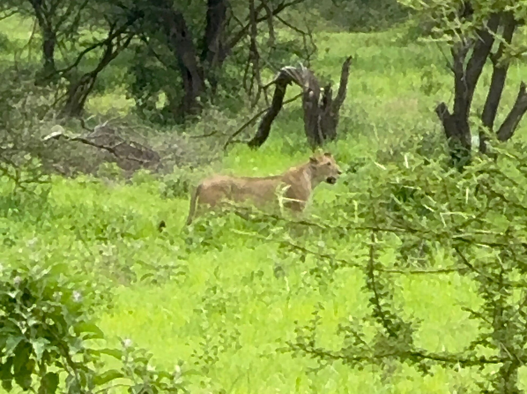 Majestic Nature Safari-阿鲁沙必去景点