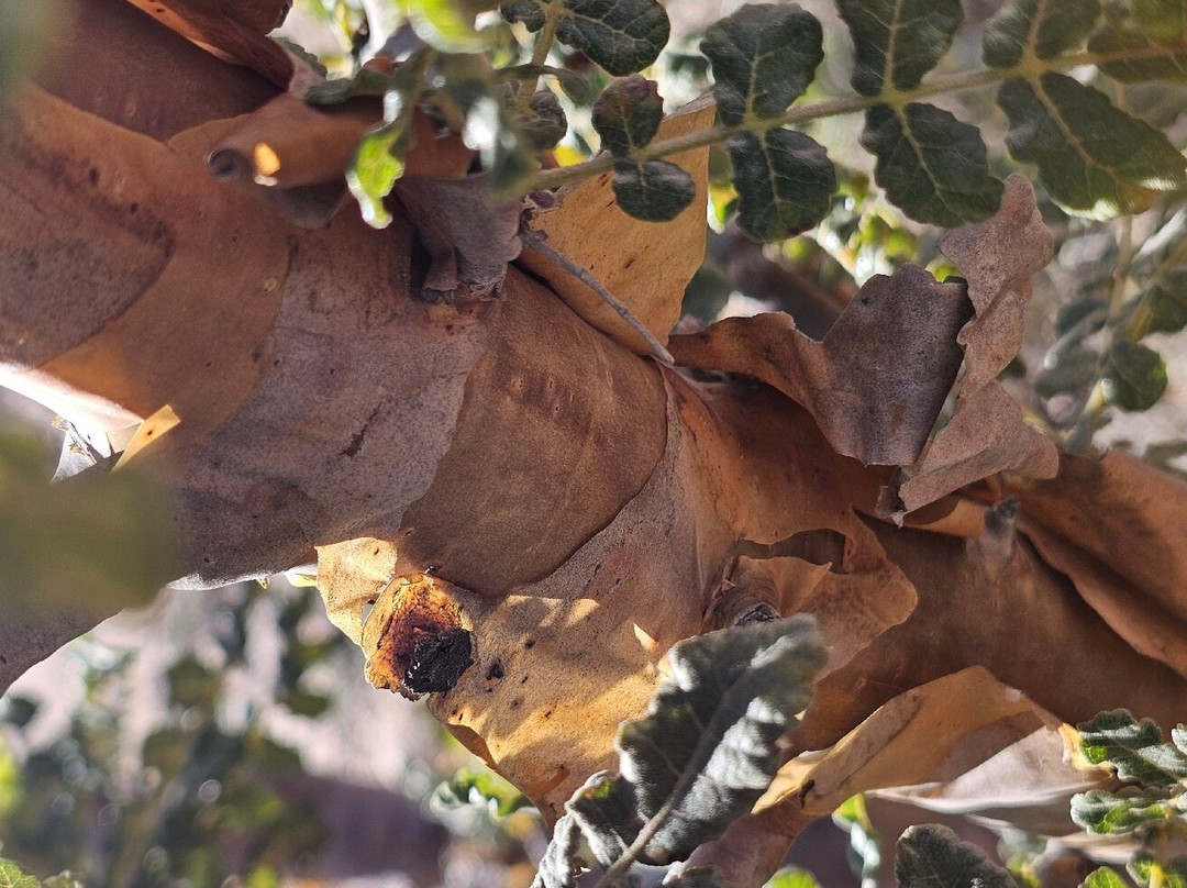 Wadi Dawkha-塞拉莱必去景点