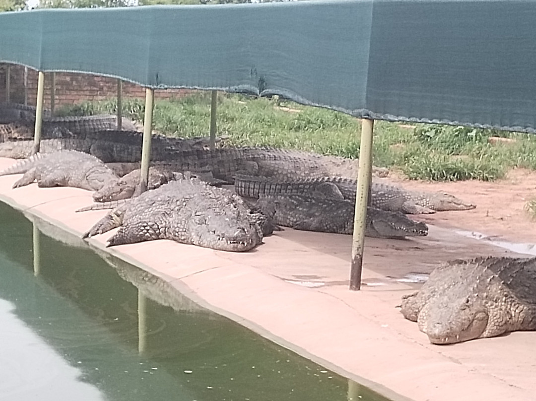 Thaba Kwena Crocodile Farm-尼斯特鲁姆必去景点