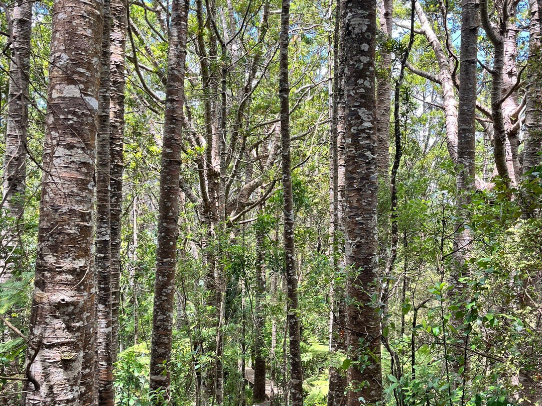 Alice Eaves Scenic Reserve-奥雷瓦必去景点