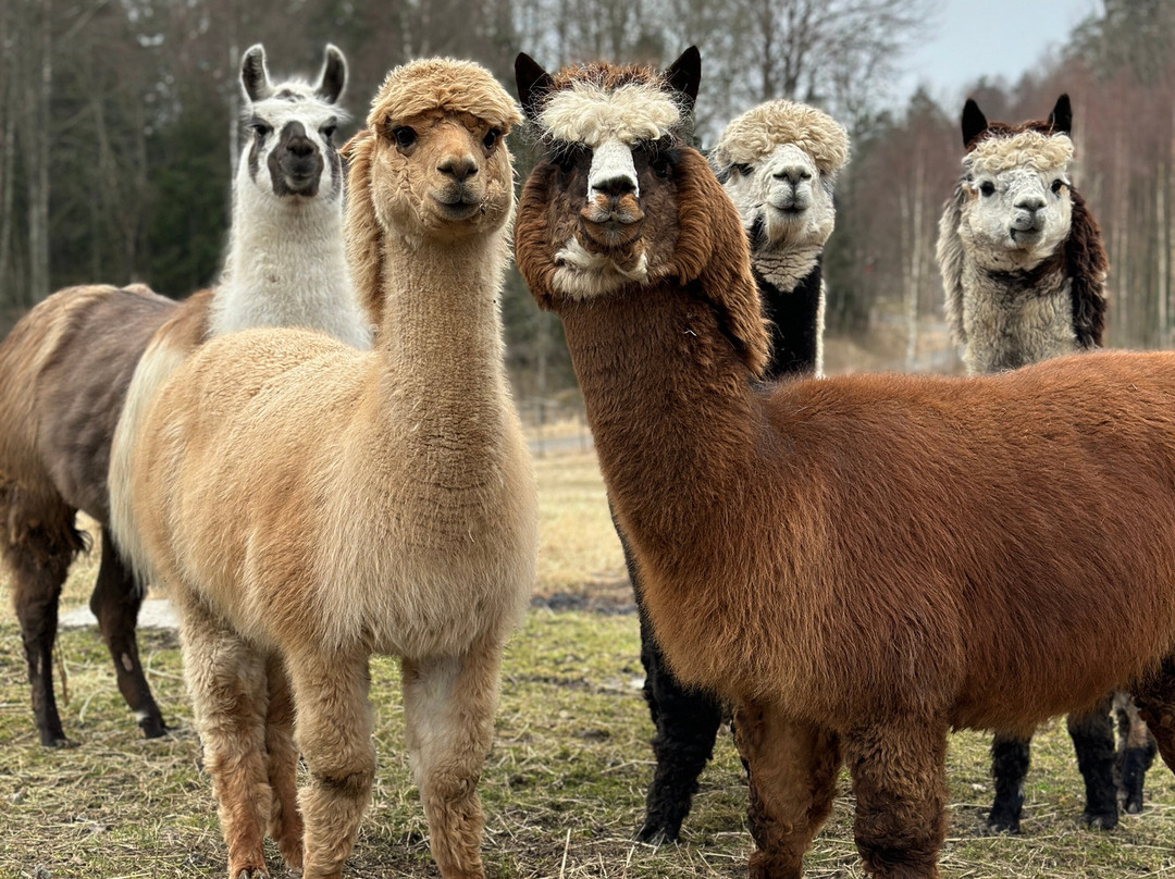 Far from standard alpaca-Jarna必去景点