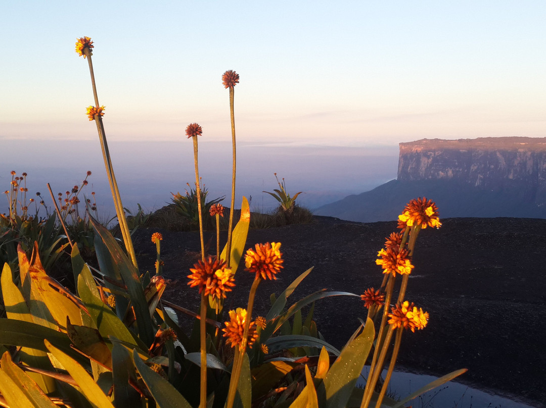 Planeta Roraima Tours景点图片