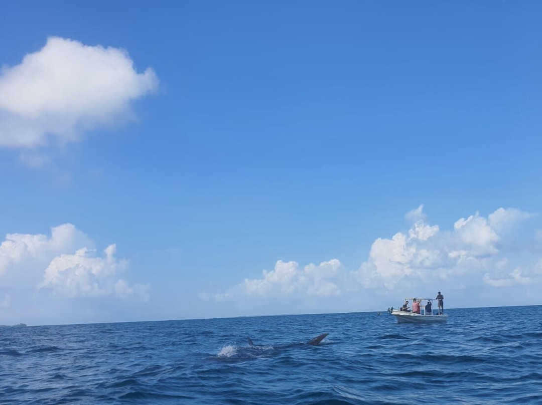 Abou Babu Whale Shark景点图片