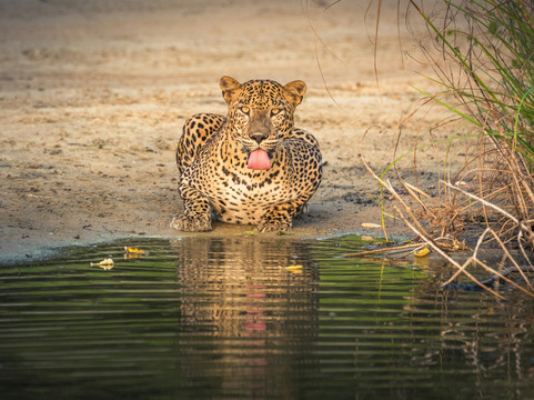Yala Mk Safari Tour & Taxi Service-蒂瑟默哈拉默必去景点
