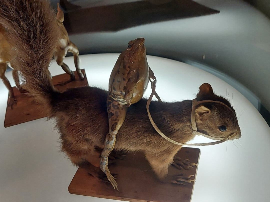 Musée d'Estavayer-le-Lac et ses Grenouilles-Estavayer-le-Lac必去景点