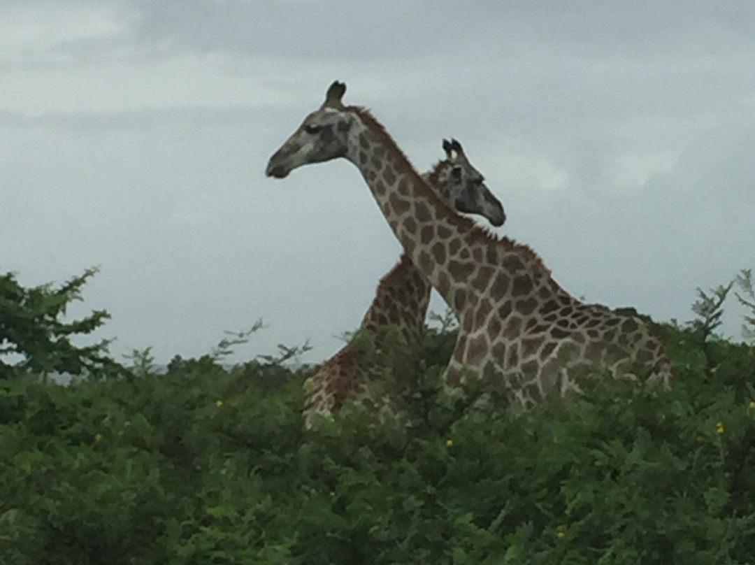 Makhasa Private Game Lodge主图