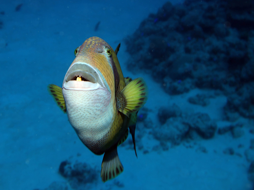 Dive Spirit Mauritius景点图片