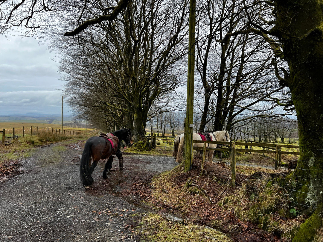 Saddle Tramps Trail Riding-Lampeter必去景点