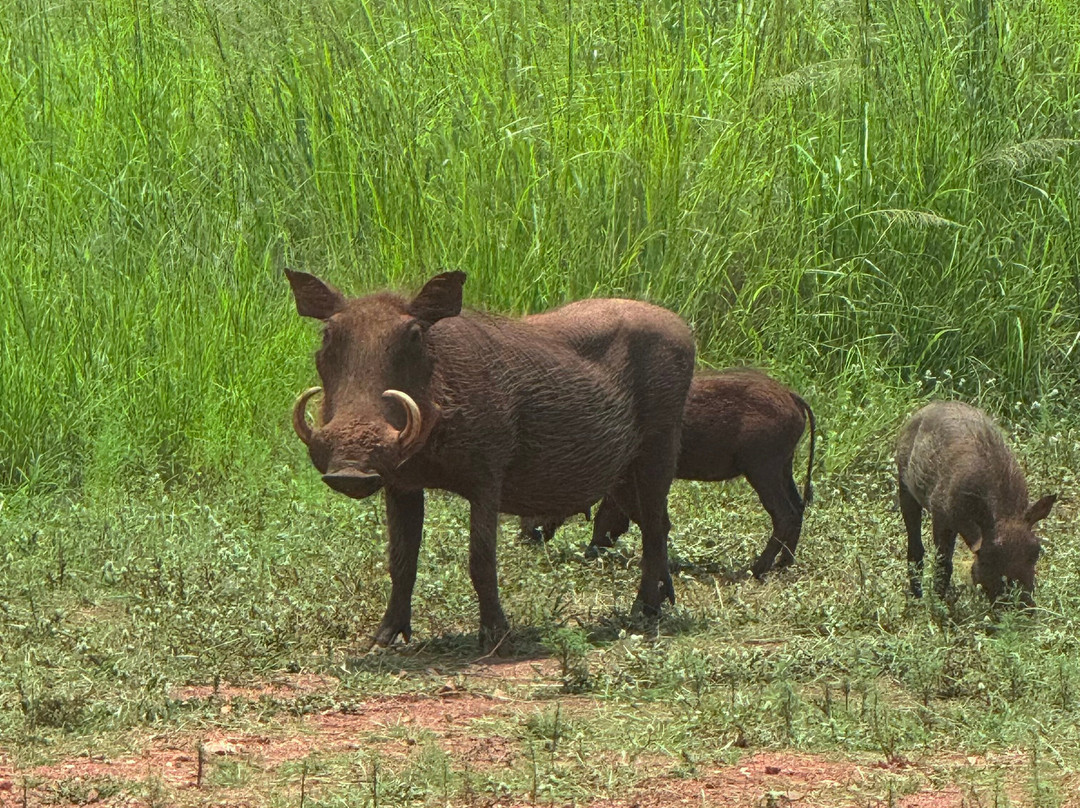 Nkomazi Game Reserve-巴德普拉斯必去景点