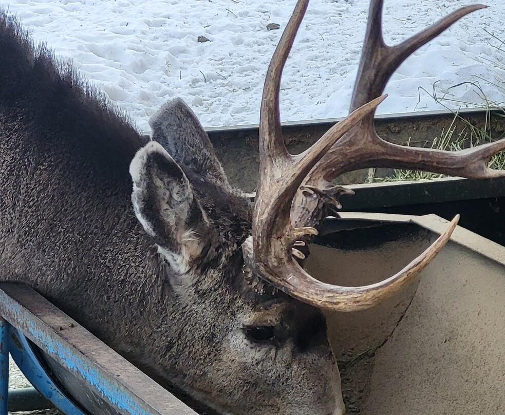 Yukon Wildlife Preserve景点图片