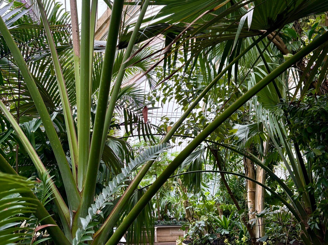 Palm House景点图片
