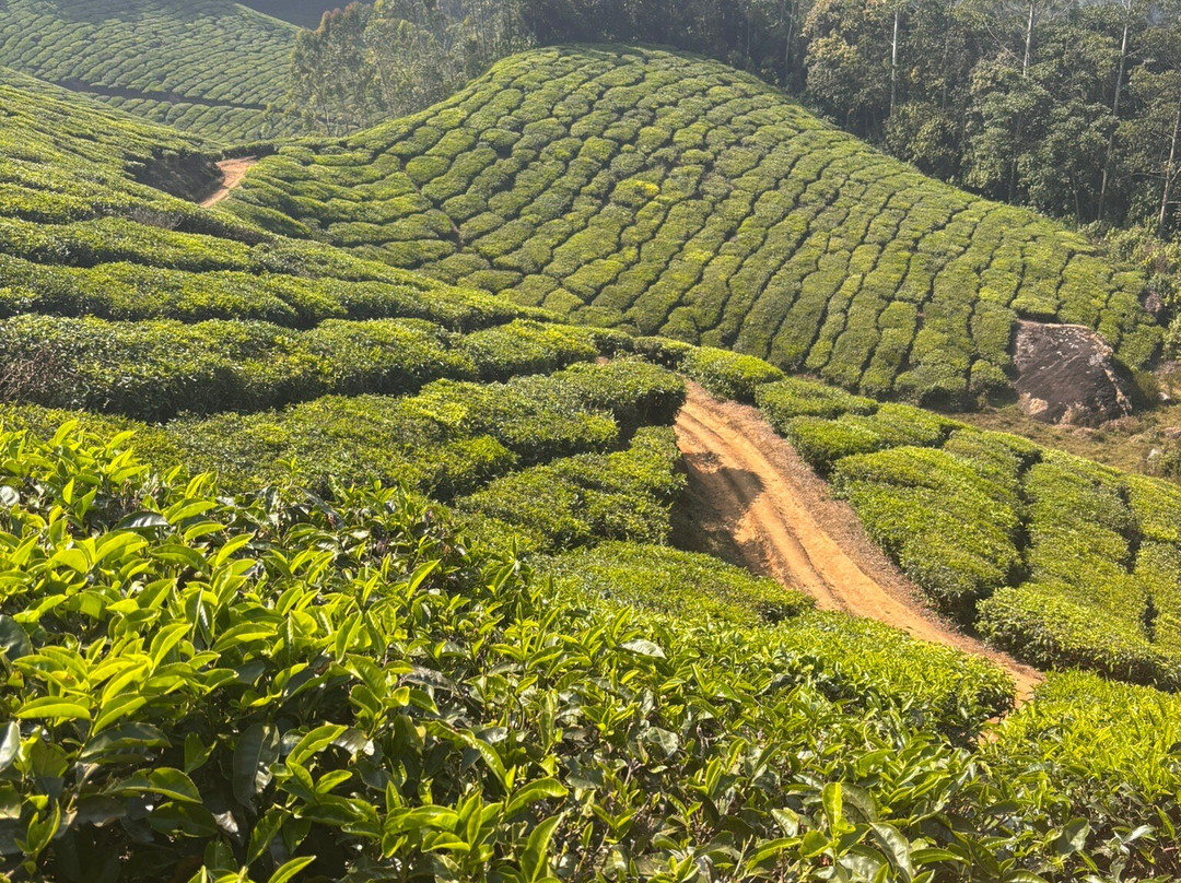 Munnar Hiking Trails景点图片