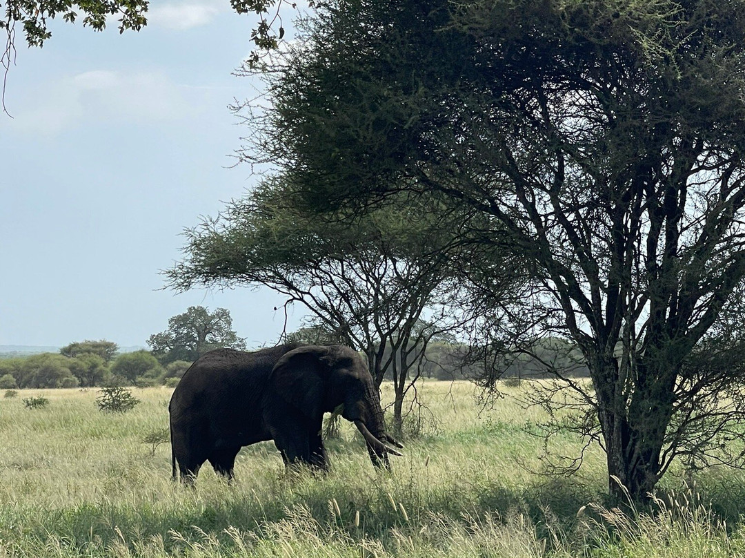 MAASAI AFRICAN GUIDES & DMC Ltd.-阿鲁沙必去景点