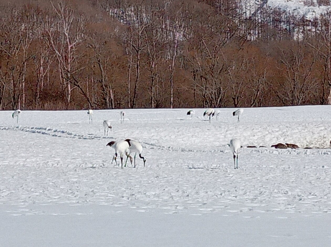 Akan International Crane Centre-钏路市必去景点