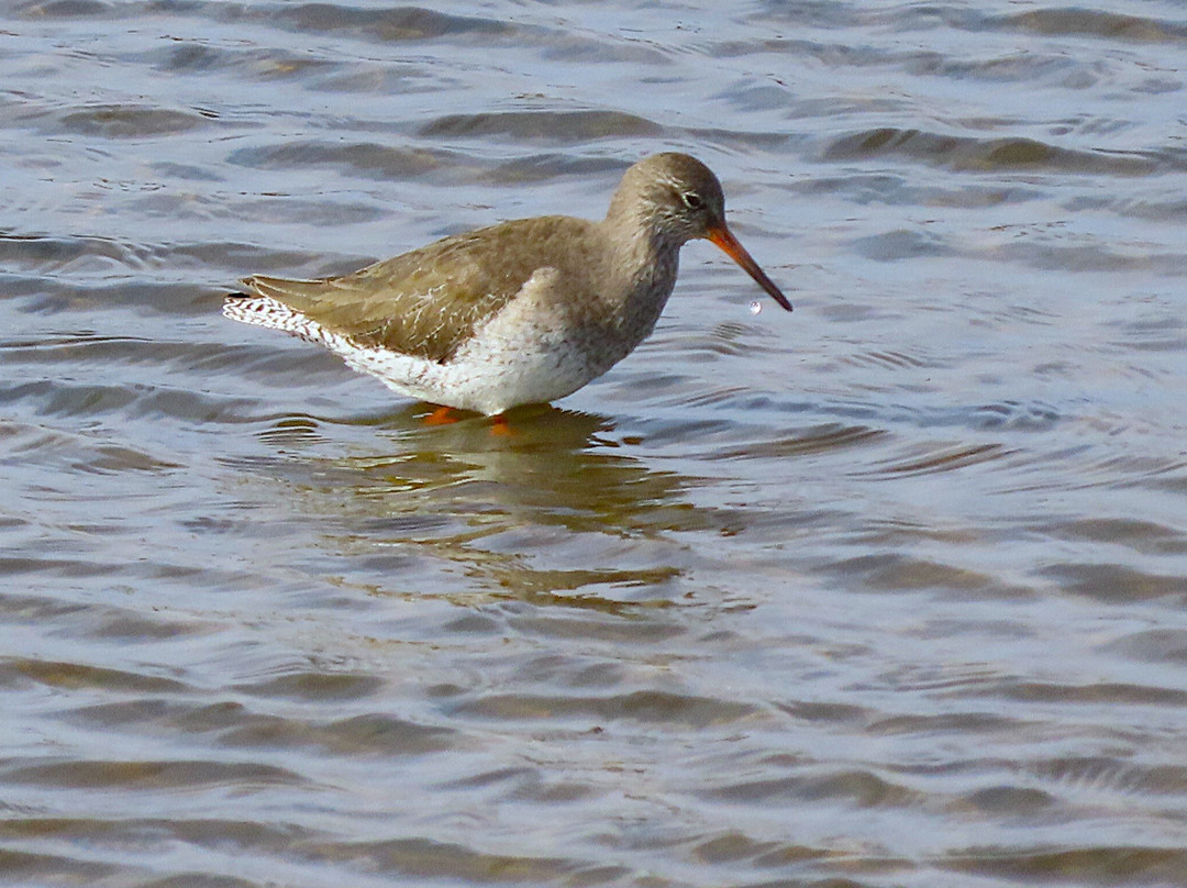 Lymington & Keyhaven Marshes景点图片