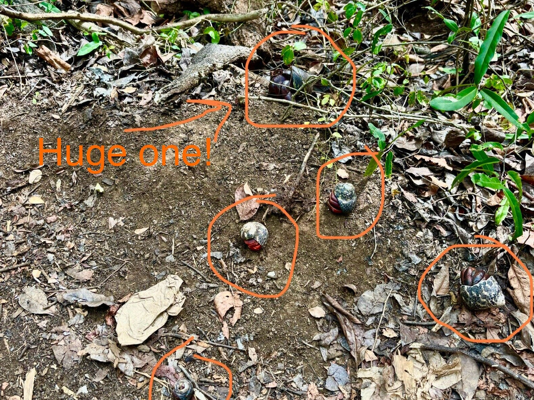 Reserva Natural Cabezas de San Juan-Las Croabas必去景点