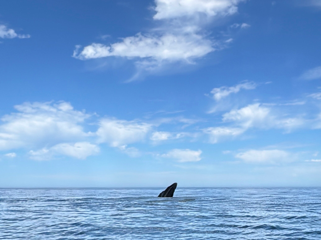 Cabo Pulmo Sport Center-Cabo Pulmo必去景点