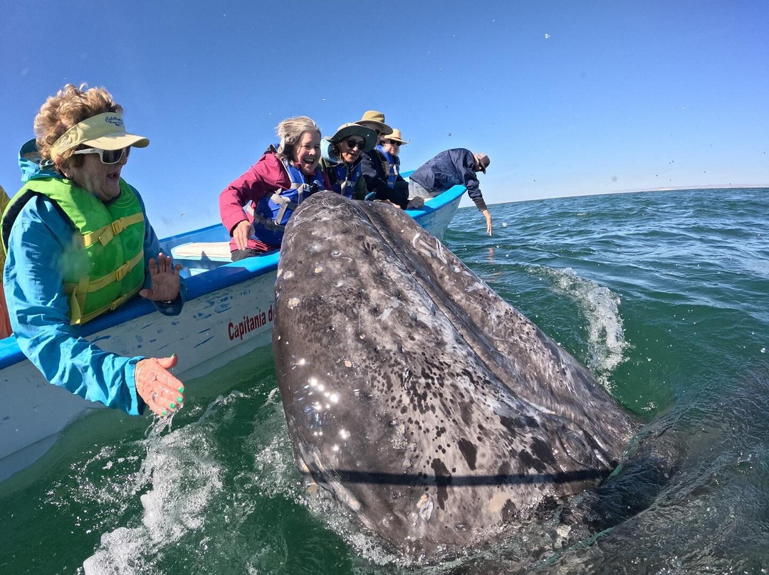San Ignacio Lagoon-下加利福尼亚州必去景点