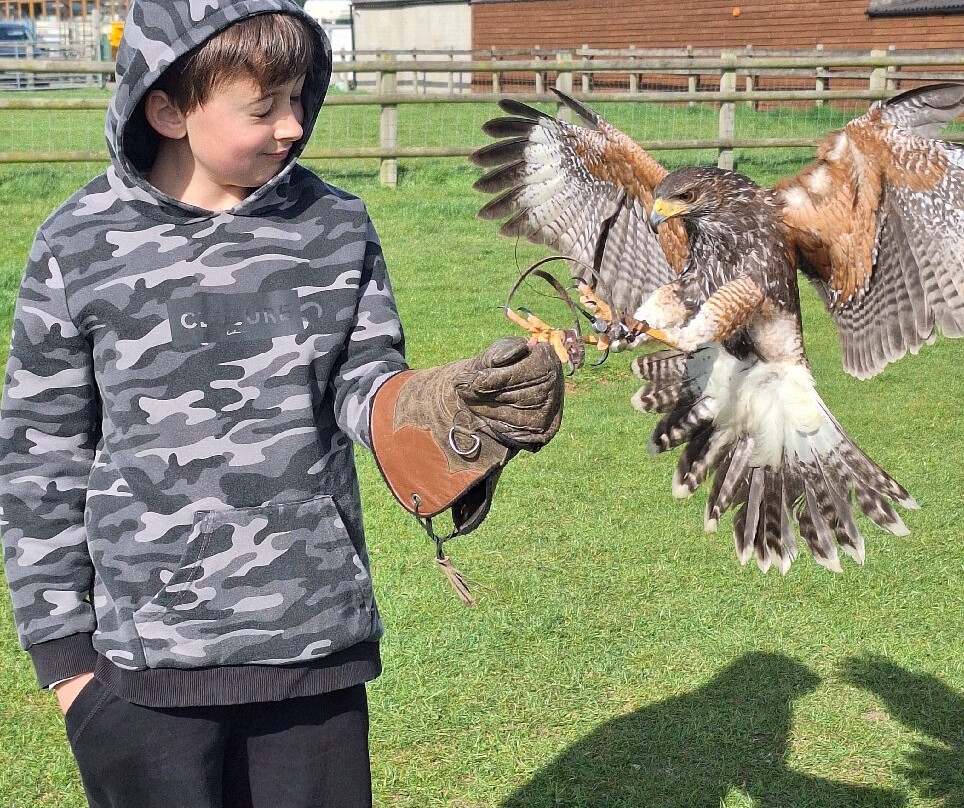Falconry Experiences-德比必去景点