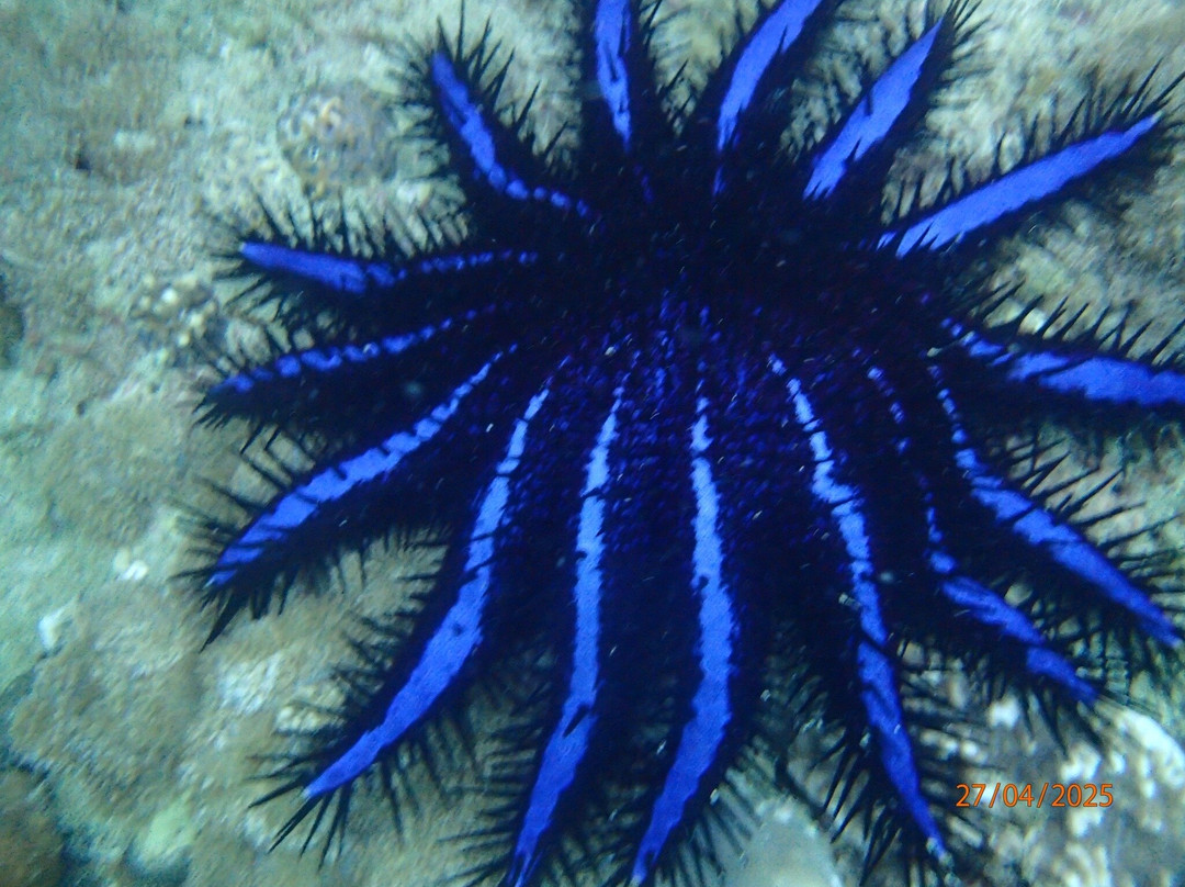 Dive Shack景点图片