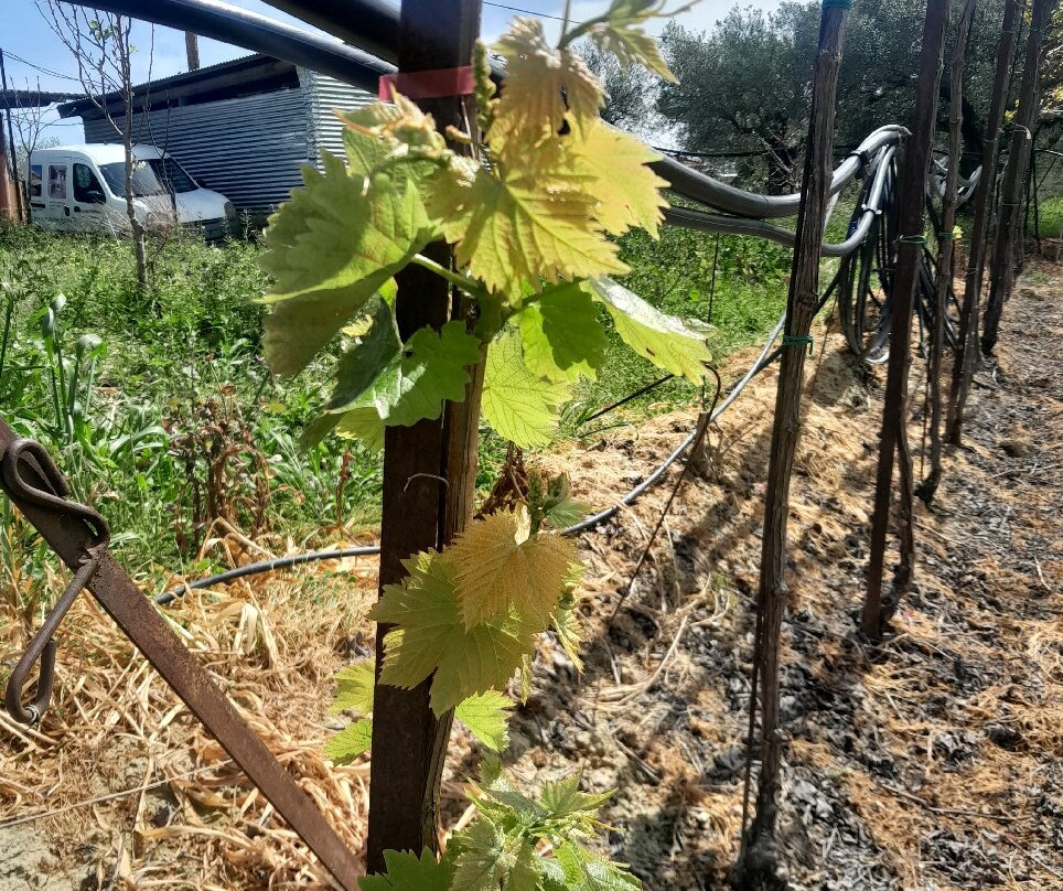 Fournarakis Winery-Episkopi必去景点