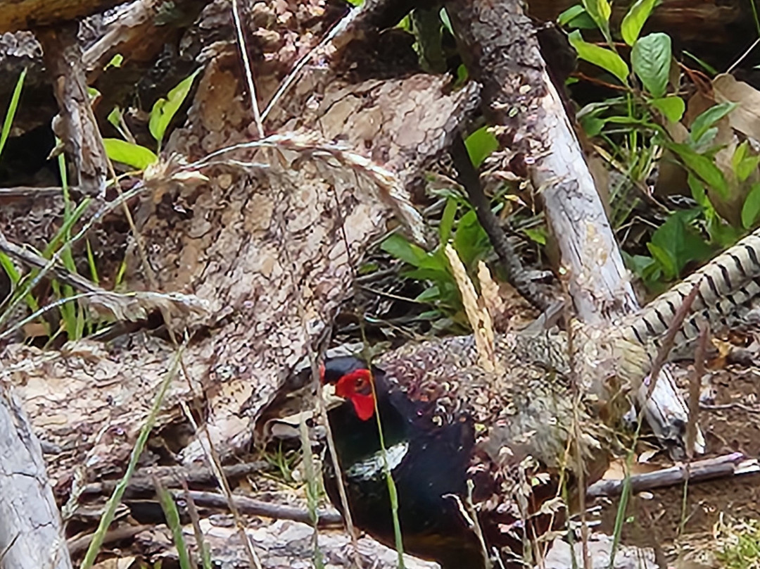 Hosmer's Grove-库拉必去景点
