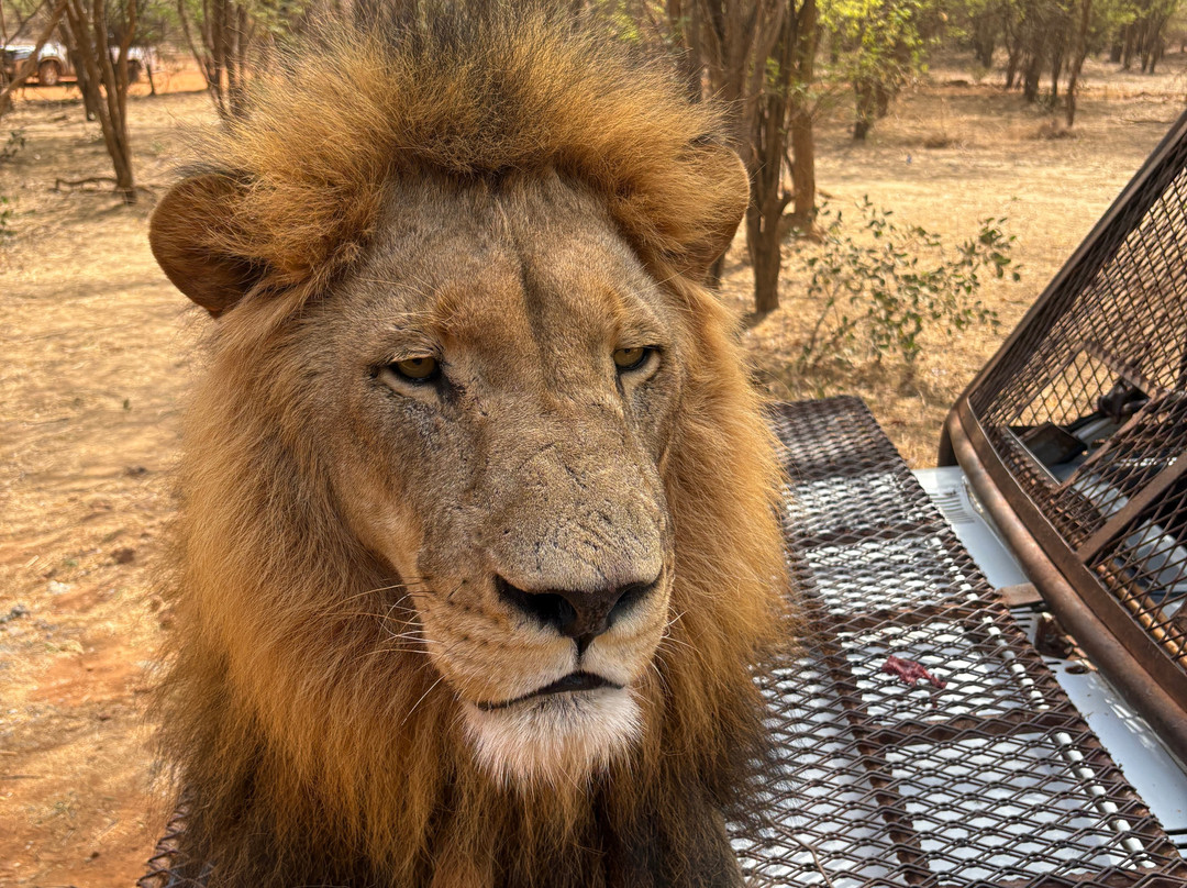 Ranch Aux Lions景点图片