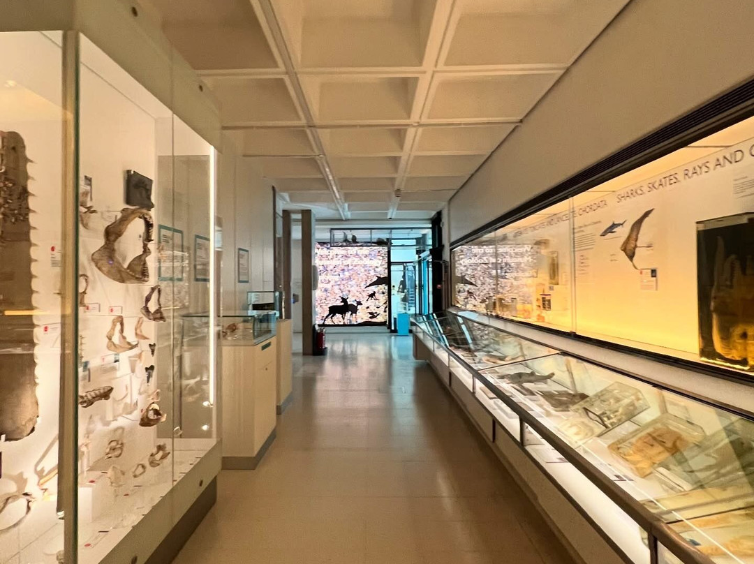 University Museum of Zoology景点图片