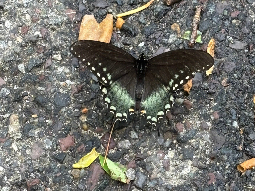 Old Rag Mountain Hike-雪兰多国家公园必去景点