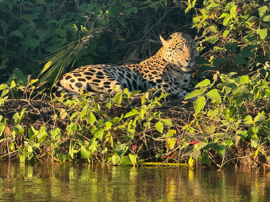 Jaguar Photo Expeditions景点图片