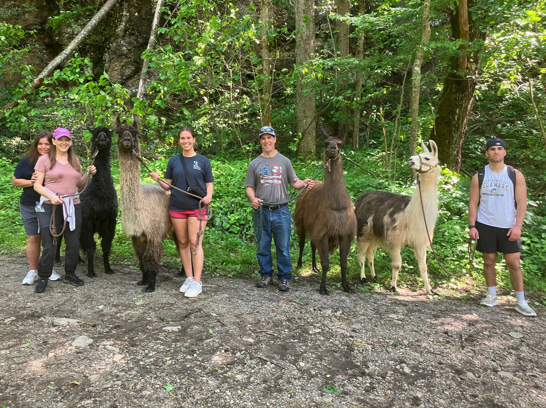 Llamas Of Hot Springs-Hot Springs必去景点
