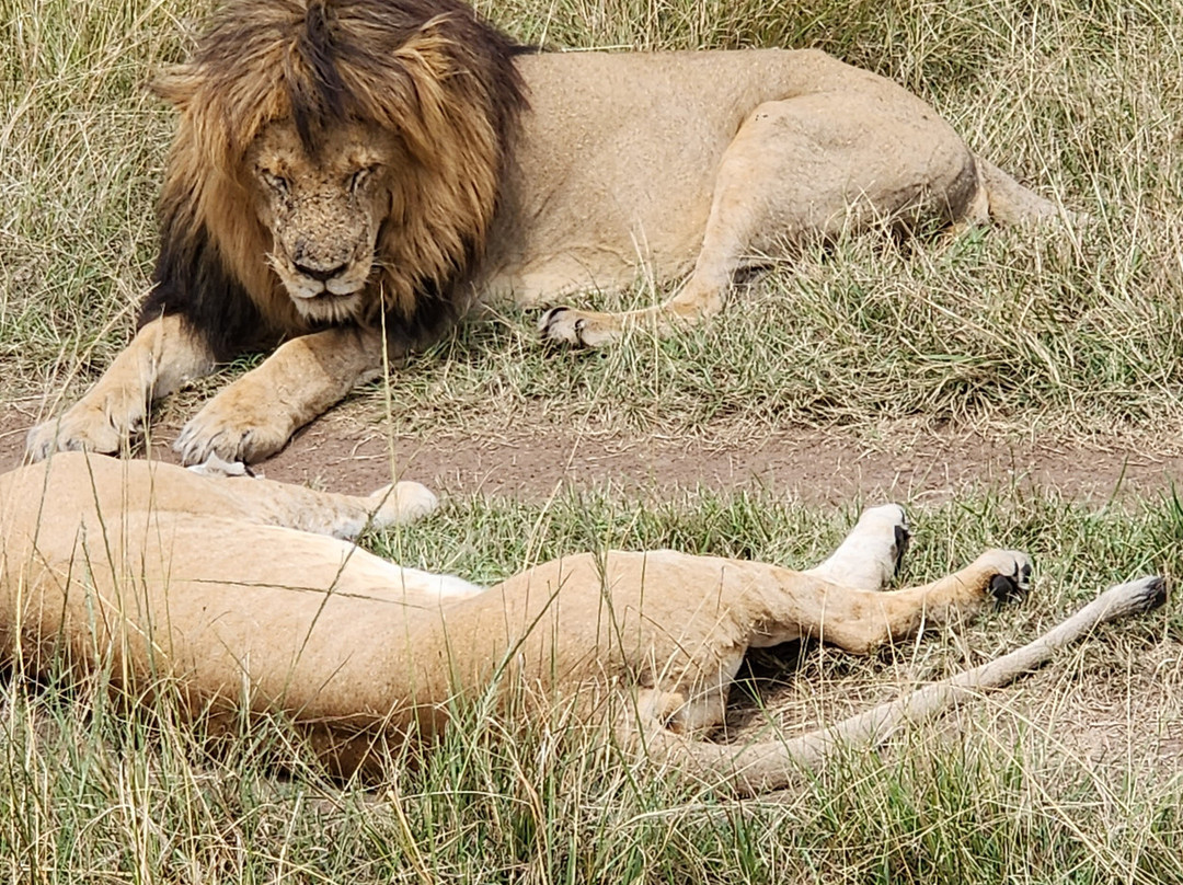 Astellar Travels Africa-内罗毕必去景点