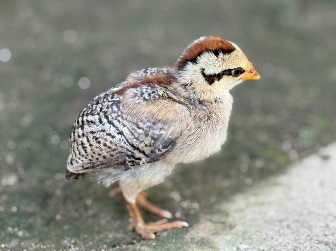 Star Rinjani-Bayan必去景点