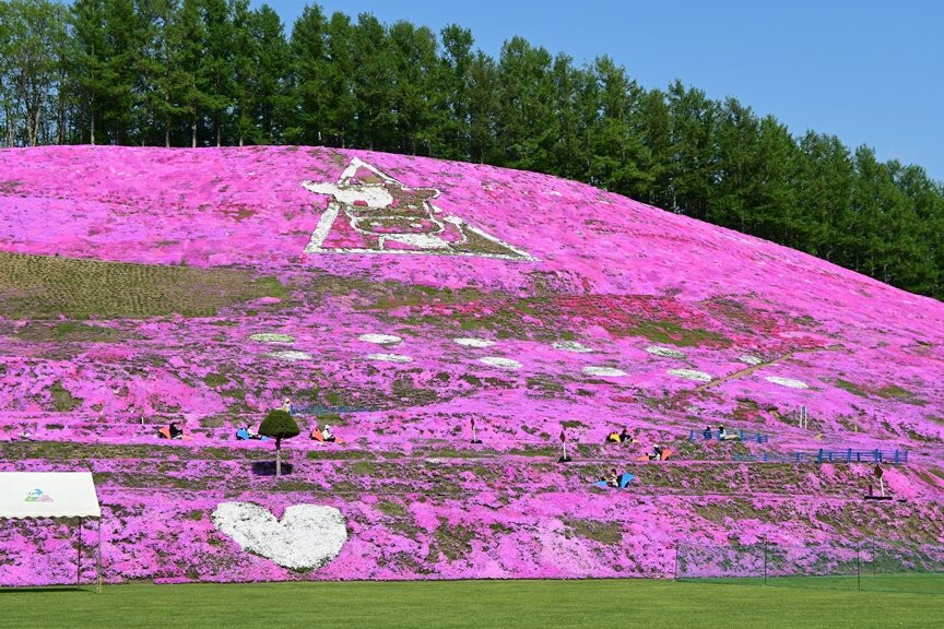 Higashimokoto Shibazakura Park-大空町必去景点