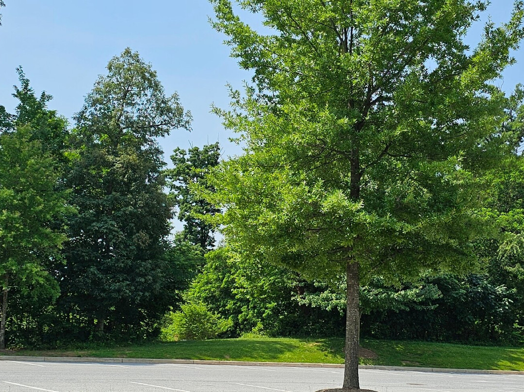 Arbutus Recreation & Parks Council-Halethorpe必去景点