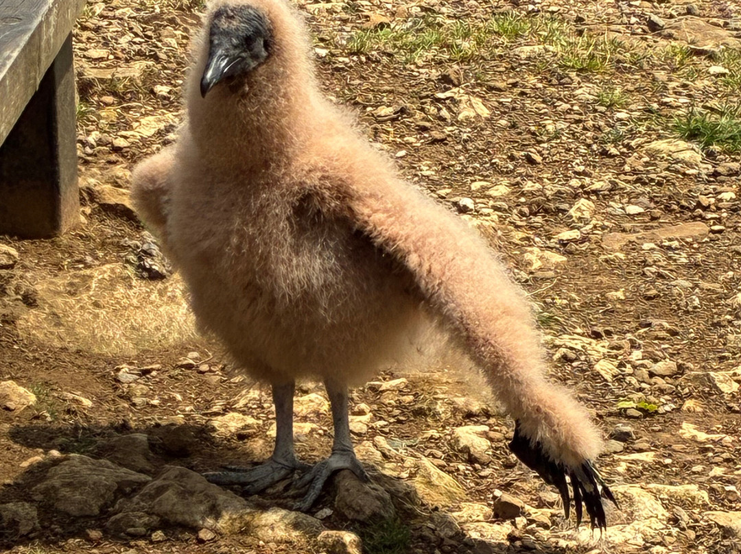 Cotswold Falconry Centre-莫顿因马什必去景点