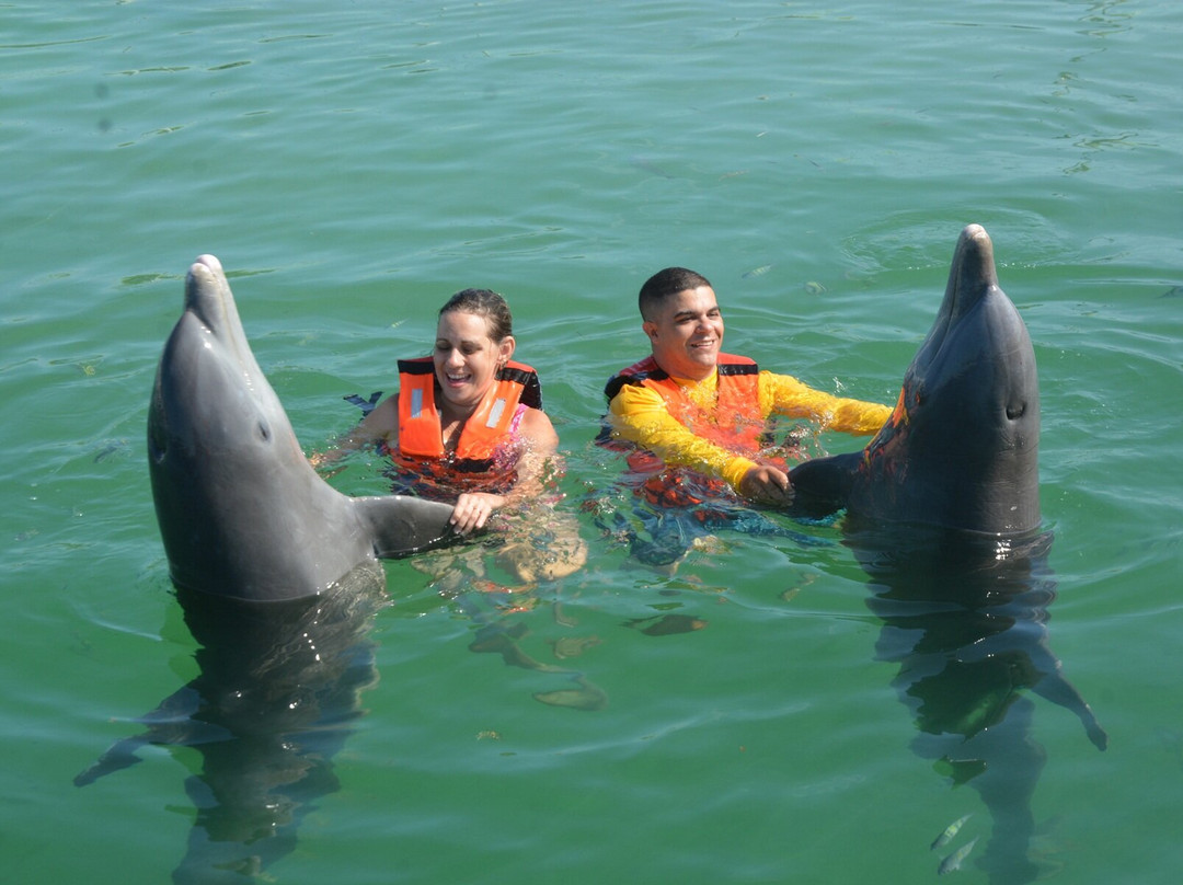 Delfinario De Cayo Guillermo-Cayo Guillermo必去景点