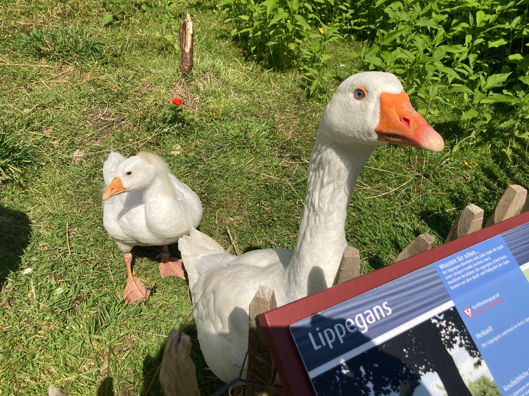 Arche Warder - Zentrum für seltene Nutztierrassen-Warder必去景点