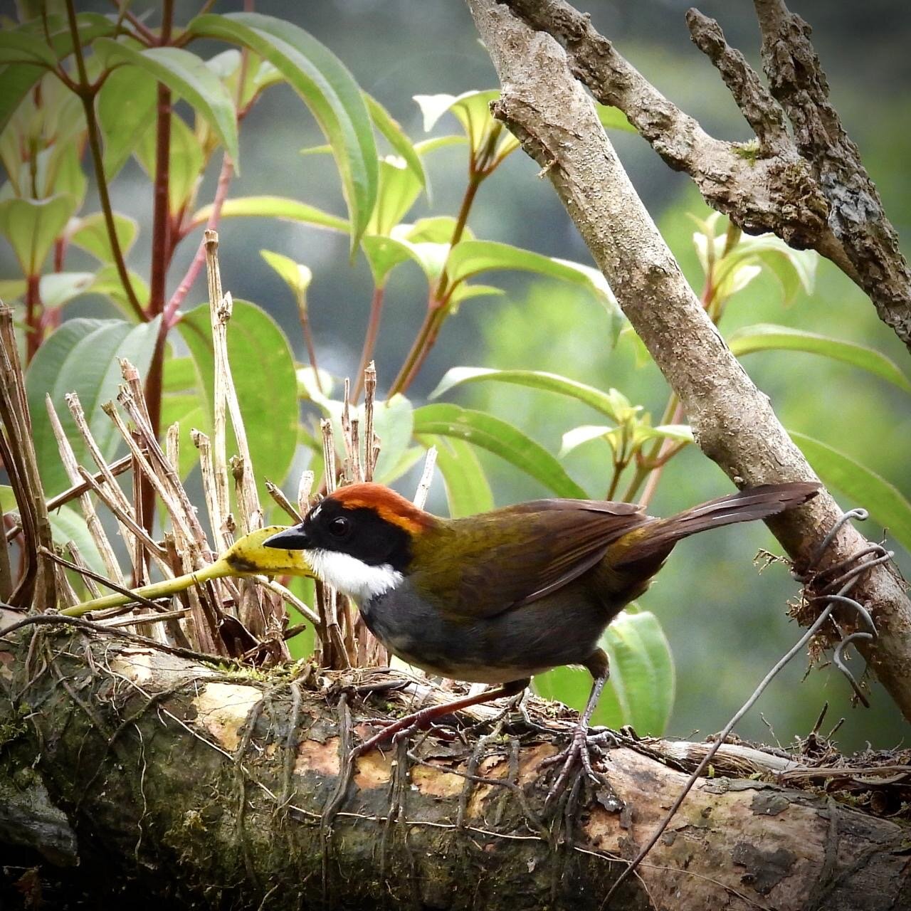 Finca Temática Cafetera Las Mercedes-官方