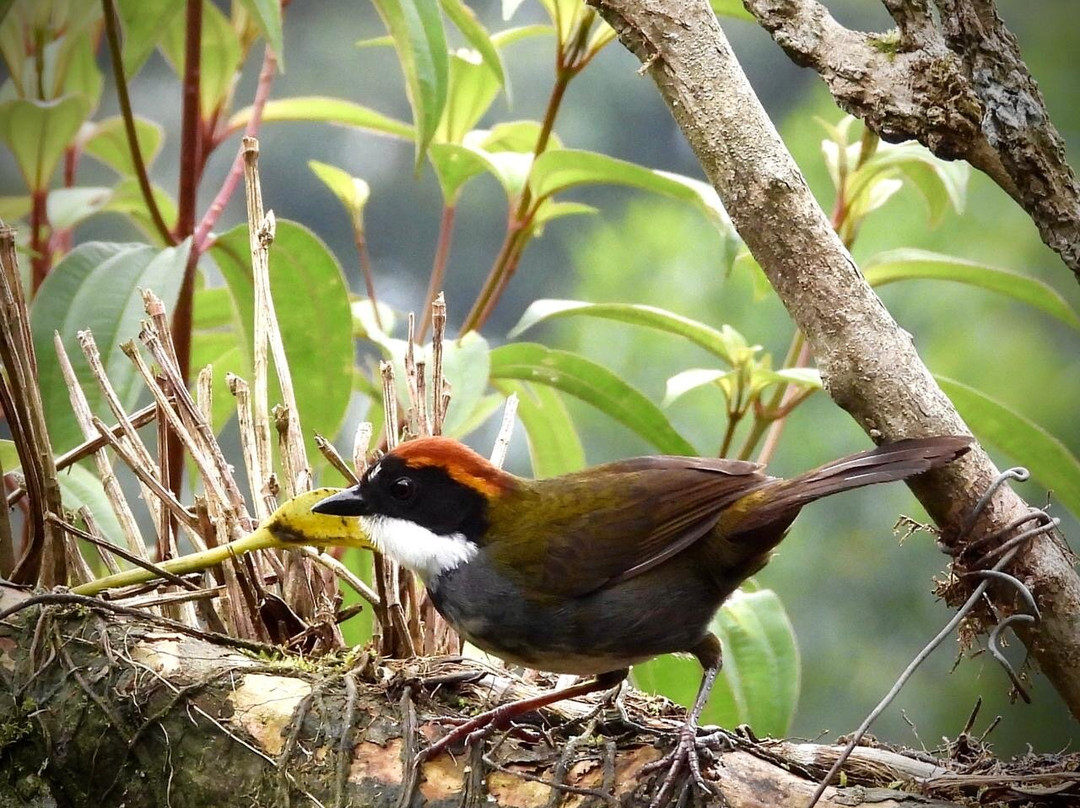 Finca Temática Cafetera Las Mercedes主图