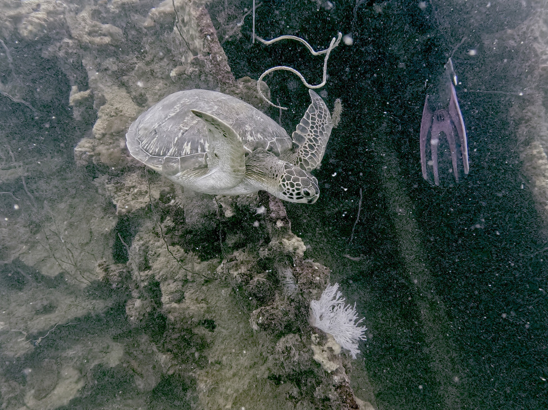 Blue Sea Divers Sainte-Anne-Sainte Anne Island必去景点